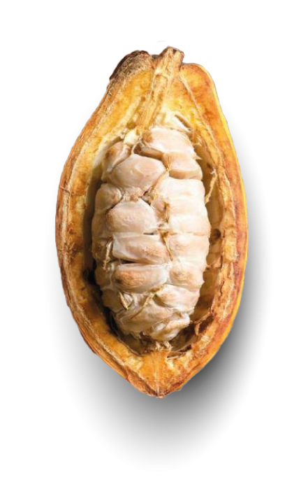 Cacao